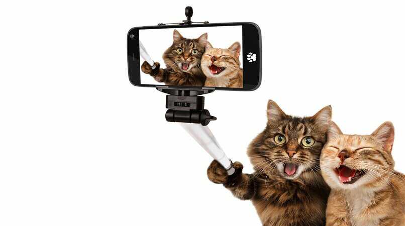 palo selfie foto grupal