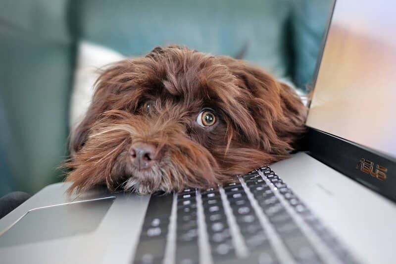 perro sobre una laptop mientras se elimina cuenta icloud