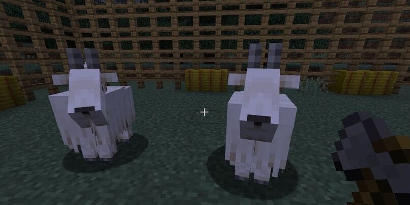 como conseguir leche de cabra en minecraft